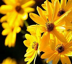 Image result for Yellow HD Wallpaper iPhone