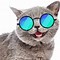 Image result for Cat Smiling Meme Blue Wall