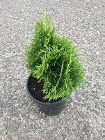 Image result for Thuja occ. Miky