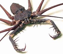 Image result for Cave Insects