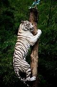 Image result for Climbing Tiger Japanese Drawing