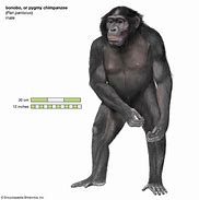 Image result for Bonobo Ancestors