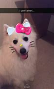 Image result for Snapchat Filters Pets