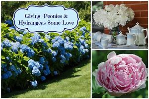 Image result for Peonies and Hydrangeas