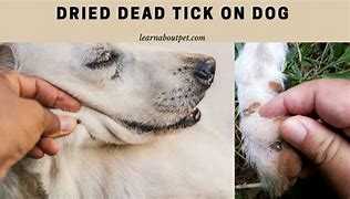 Image result for Dead Tick On Dog