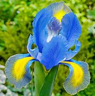 Image result for Iris hollandica Mystic Beauty