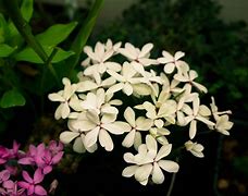 Rhodohypoxis baurii Ruth 的图像结果