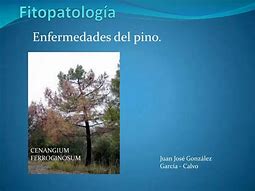Image result for fitopatolog�a