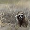 Image result for Raccoon Dog Summer
