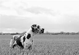Image result for Great Dane Lying Down