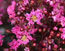 Image result for Lagerstroemia indica Rhapsody in Pink