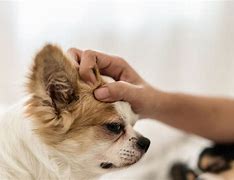 Image result for Pat Dog On Head