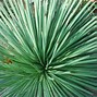 Image result for Plants with Sharp Points