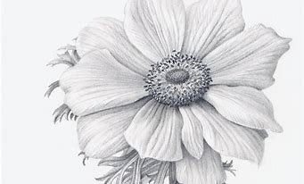 Image result for A Sketch of a Flower