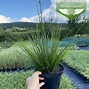 Image result for Carex brunnea Racing Green