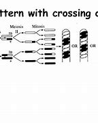 Image result for Recombination and Crossing Over