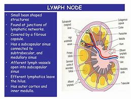 Image result for 5 Cm Lymph Node