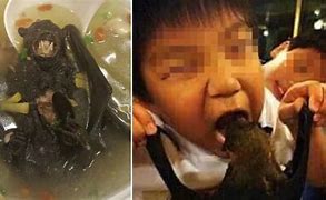 Image result for Chinese Bat Food
