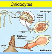 Image result for Cnidosis