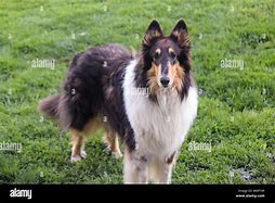 Image result for Tri Rough Collie