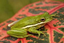 Image result for American Green Tree Frog Pet