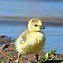 Image result for BABY BIRDS 