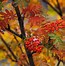 Image result for Trees with Red Berries