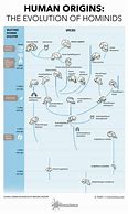 Image result for Early Hominids Timeline