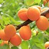 Image result for apricot