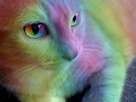Image result for Kitten Rainbow Unicorn Cats