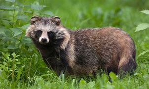 Image result for Angry Raccoon Dog