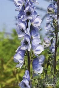 Image result for Aconitum Stainless Steel