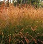Image result for Bluestem Grass Seed for Sale