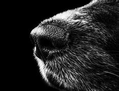 Image result for Dog Nose Prods
