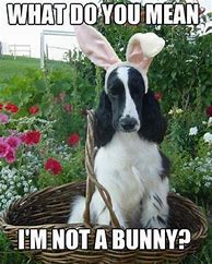 Image result for Easter Animal Meme