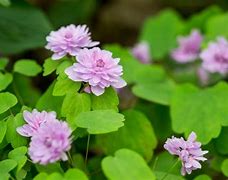 Image result for Anemonella thalictroides f. rosea