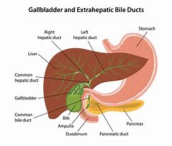 Image result for Gallbladder Infection