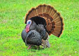 Image result for turkey breeds