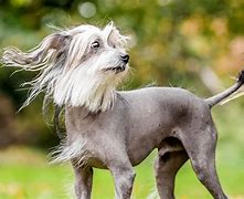 Image result for Weird Stock Photo Dog