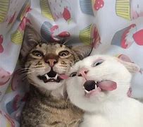 Image result for Funny Cat Jokes