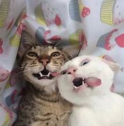 Image result for Cat Laugh Funny Jokes