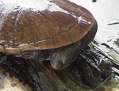 Image result for Pseudemydura Chelidae