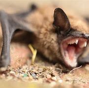 Image result for Scar Bat