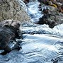 Image result for Sea Otter Pup