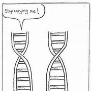 Image result for DNA Replication Meme Enzyme