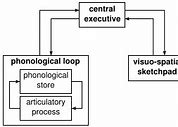 Image result for History of the Working Memory