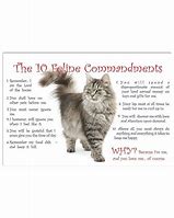 Image result for Cat 10 Commandments
