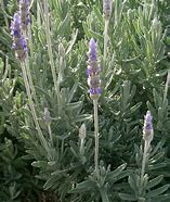 Image result for Lavandula dentata Royal Crown