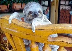 Image result for Sad Sloth