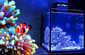 Image result for Nano Reef Aquascape